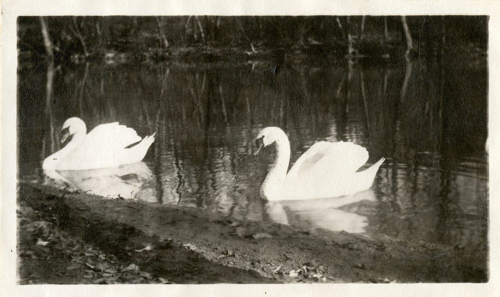 Views of the National Zoological Park in Washington, DC, showing Swans