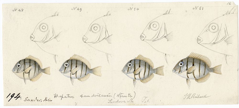 Drawing of fish observed in the Hawaiian Islands