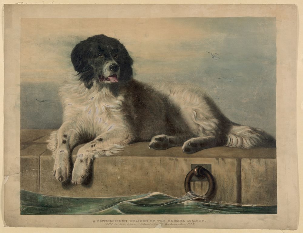 A distinguished member of the Humane Society. Original from the Library of Congress.