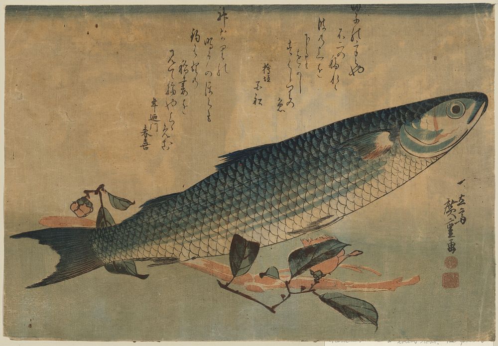 Bora Fish with Camellia, from the series Uozukushi (Every Variety of Fish) by Utagawa Hiroshige. Original public domain…