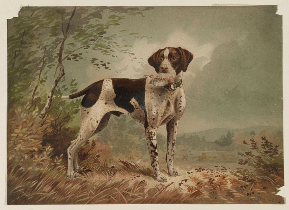 Dog (1879) Herman Bencke. Original from the Library of Congress.