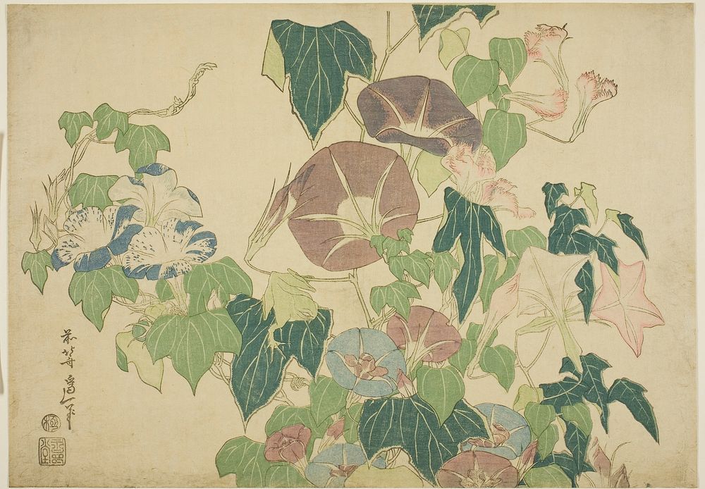Hokusai's morning glory. Original from The Art Institute of Chicago.