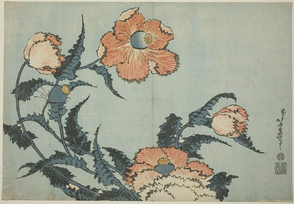 Hokusai's Poppies, from an untitled series known as Large Flowers 1833-34. Original from The Art Institute of Chicago.