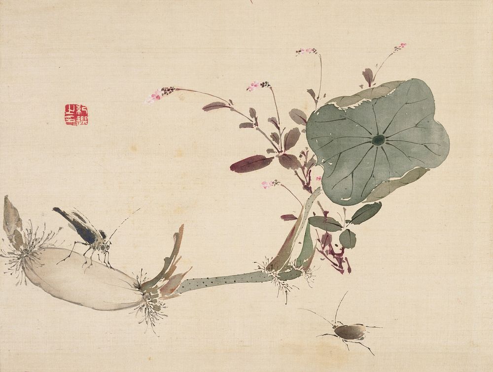 Studies from Nature: Plants, Fish, and Birds (Lotus Tuber with Insects) during first half 19th century painting in high…