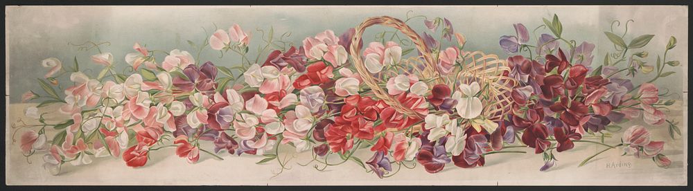 Yard of sweet peas (1898). Original from the Library of Congress.