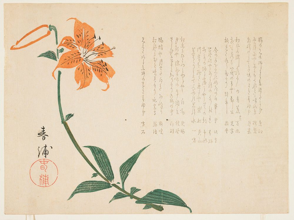 Tiger lily (ca. 1861–1864) print in high resolution by Shunpo.  Original from the Minneapolis Institute of Art.