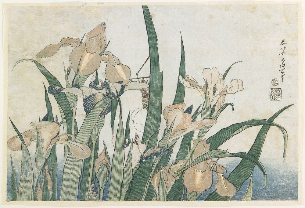 Irises and Grasshopper (ca.1833&ndash;1834) in high resolution by Katsushika Hokusai. Original from The Minneapolis…