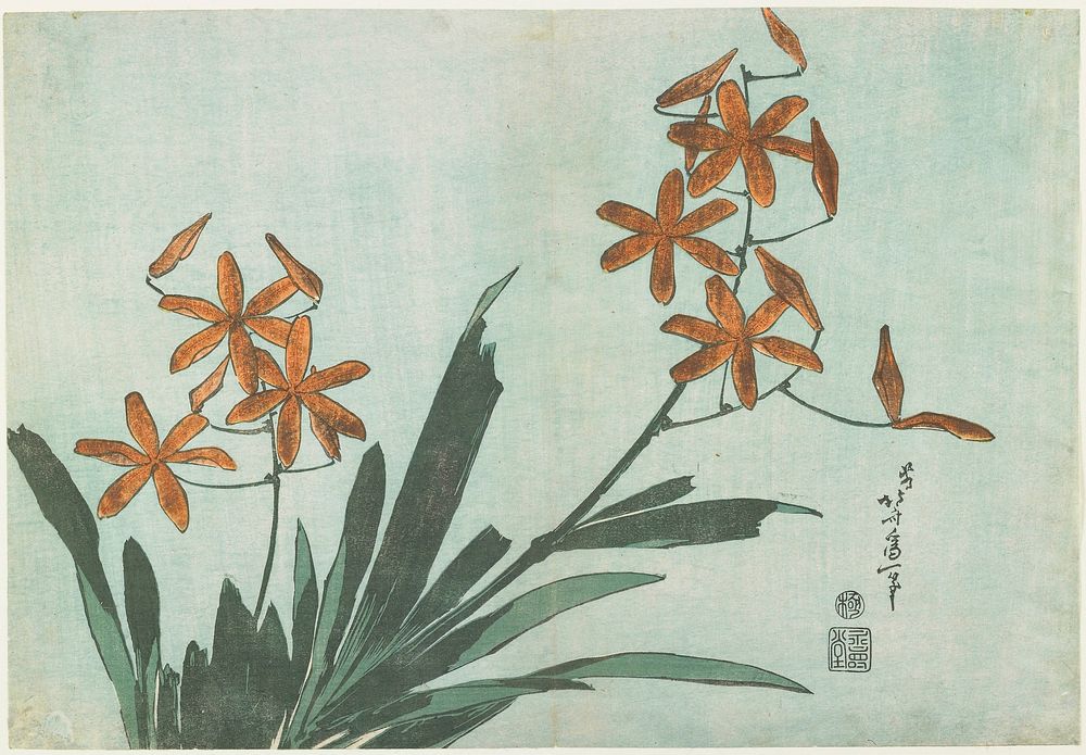 Blackberry Lily (ca.1833&ndash;1834) in high resolution by Katsushika Hokusai. Original from The Minneapolis Institute of…