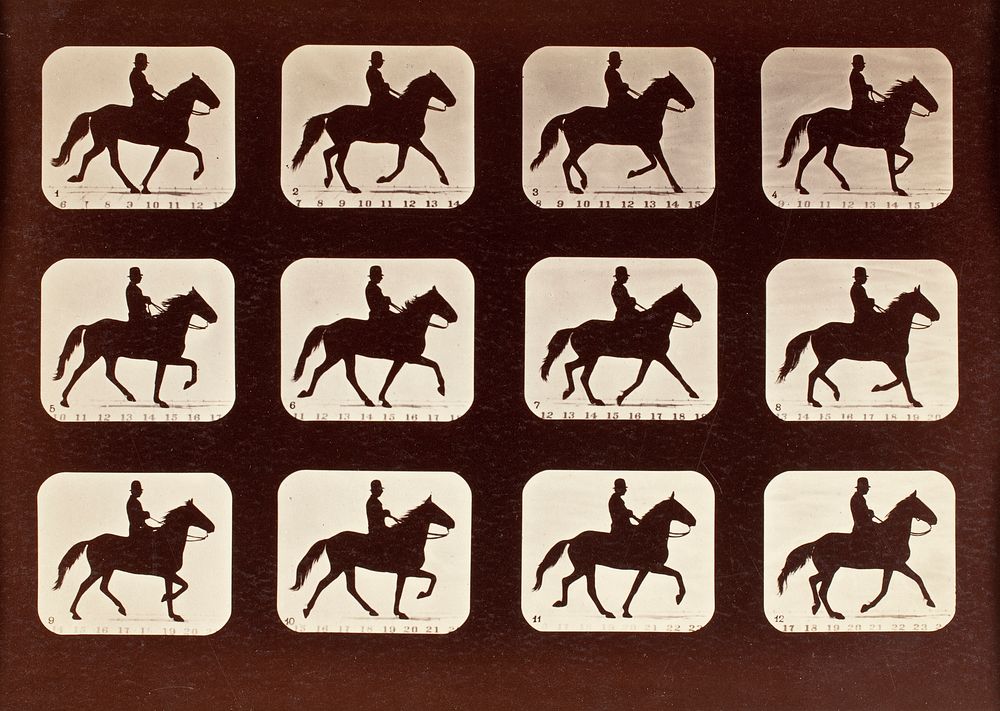 The Amble: One Stride in Eleven Phases (1881) photography in high resolution by Eadweard Muybridge. 