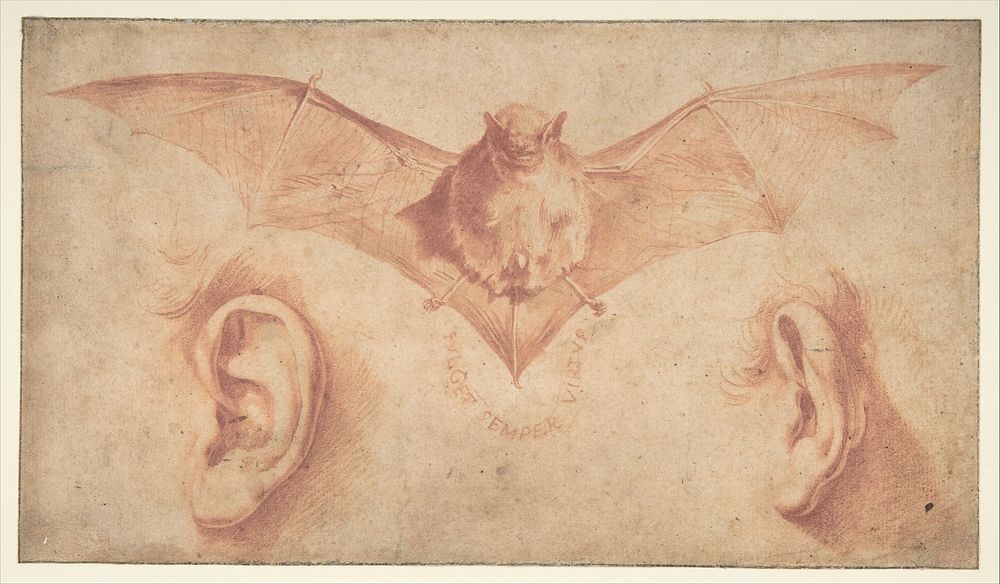 Studies of Two Ears and of a Bat. Below, the motto: FULGET SEMPER VIRTUS by Jusepe de Ribera