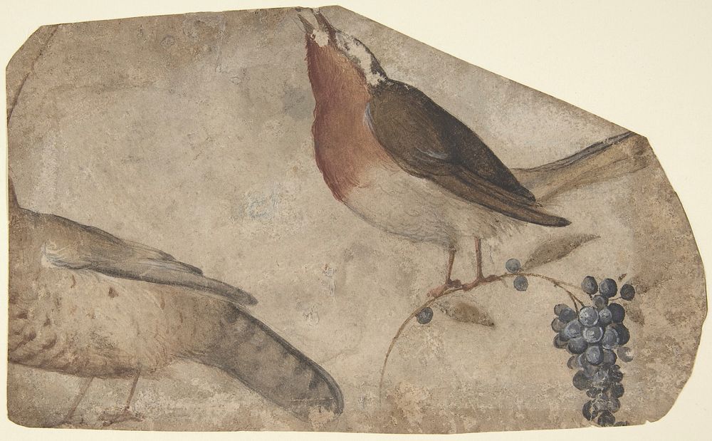Bird Eating Grapes (recto); Tigress (verso) by Giovanni da Udine (Giovanni dei Ricamatori)