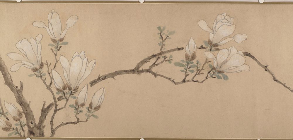 Magnolia by Unidentified artist
