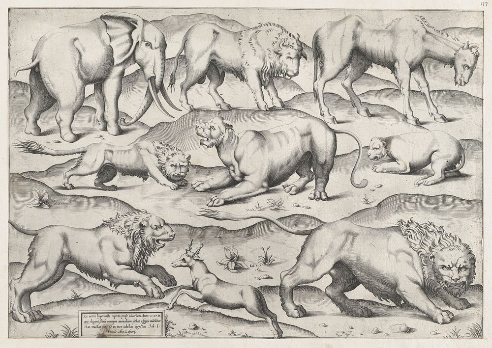 Speculum Romanae Magnificentiae: Wild Animals, from antique wall paintings, plate 1, Antonio Lafréry by Anonymous