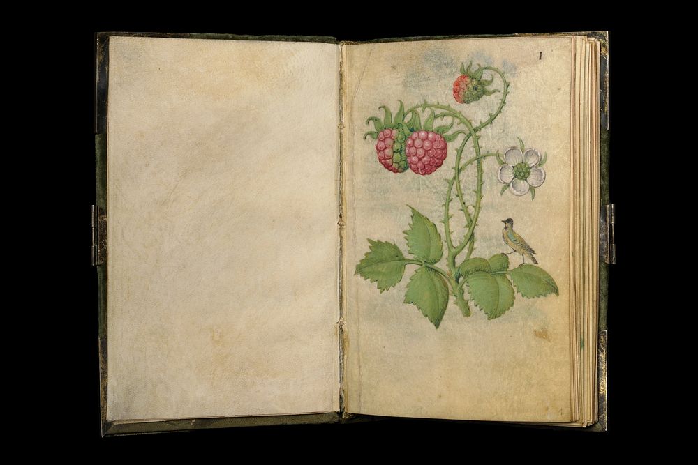 Book of Flower Studies by Master of Claude de France