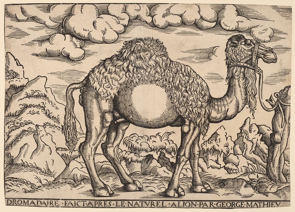 A Dromedary (1551&ndash;1572) by Georg Mattheus.  