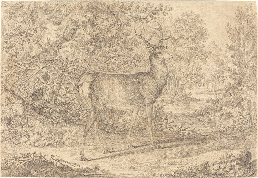 A Splendid Young Stag before a Wattle Fence (1736) drawing in high resolution by Johann Elias Ridinger.  