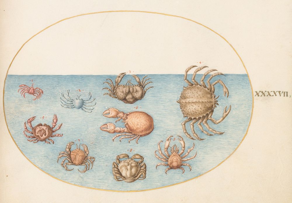 Plate XLVII: Animalia Aqvatilia et Cochiliata (c. 1575-1580) painting in high resolution by Joris Hoefnagel.  