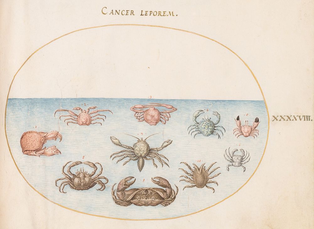 Plate XLVIII: Animalia Aqvatilia et Cochiliata (c. 1575-1580) painting in high resolution by Joris Hoefnagel.  