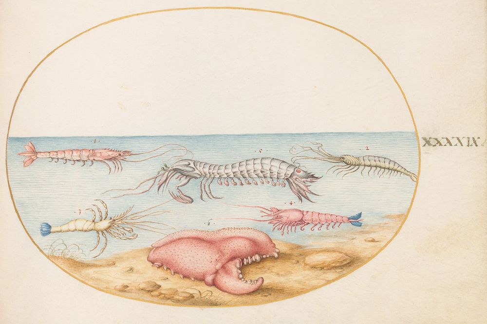Plate XLIX: Animalia Aqvatilia et Cochiliata (c. 1575-1580) painting in high resolution by Joris Hoefnagel.  