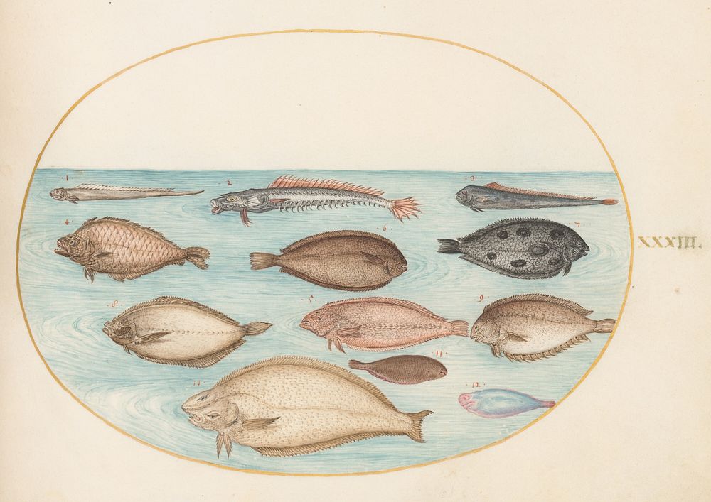 Plate XXXIII: Animalia Aqvatilia et Cochiliata (c. 1575-1580) painting in high resolution by Joris Hoefnagel.  