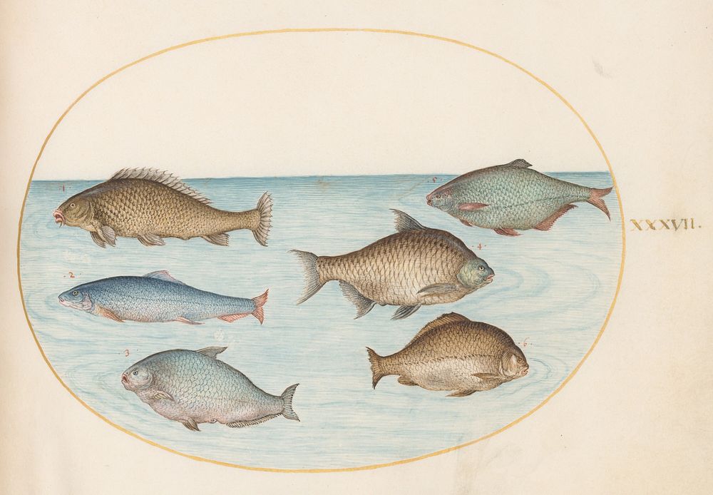 Plate XXXVII: Animalia Aqvatilia et Cochiliata (c. 1575-1580) painting in high resolution by Joris Hoefnagel.  