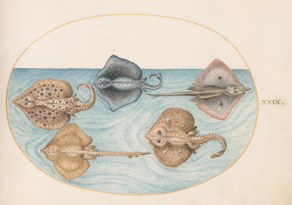 Plate XXIX: Animalia Aqvatilia et Cochiliata (c. 1575-1580) painting in high resolution by Joris Hoefnagel.  