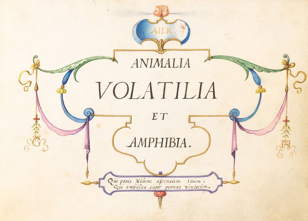 Title Page:Animalia Volatilia et Amphibia (c. 1575-1580) painting in high resolution by Joris Hoefnagel.  