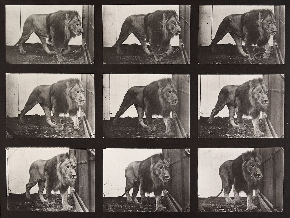 Animal Locomotion Plate 721 (1887) photograph in high resolution by Eadweard Muybridge.  