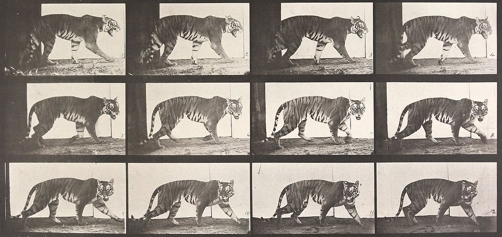 Animal Locomotion Plate 729 (1887) photograph in high resolution by Eadweard Muybridge.  