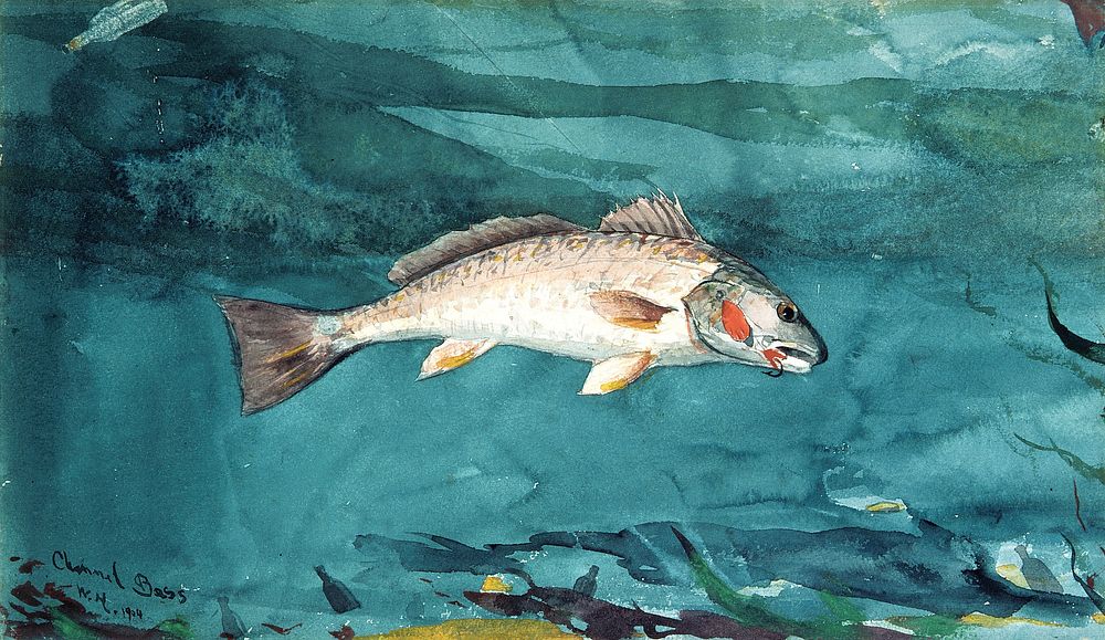 Channel Bass (1904) by Winslow Homer. Original from The MET museum. 