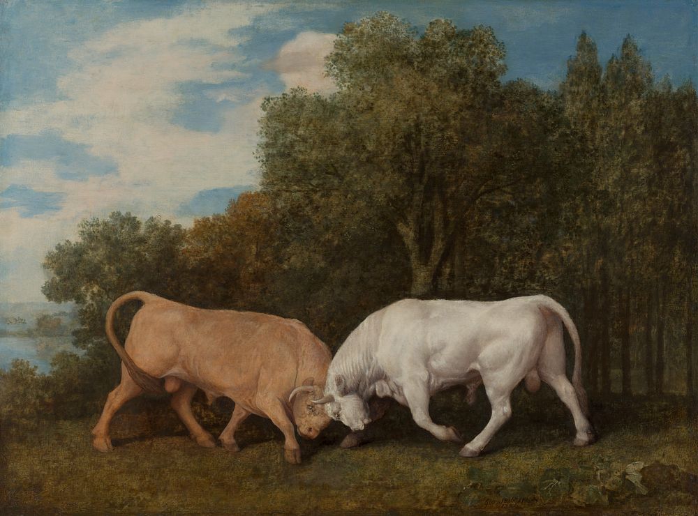 Bulls Fighting (1786) painting in high resolution by George Stubbs.  