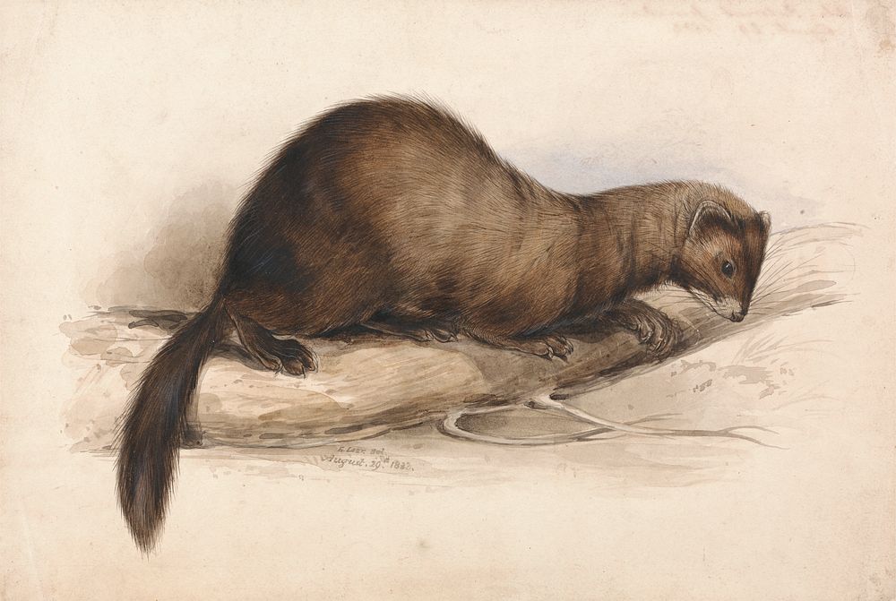 A Weasel (1832) painting in high resolution by Edward Lear.  