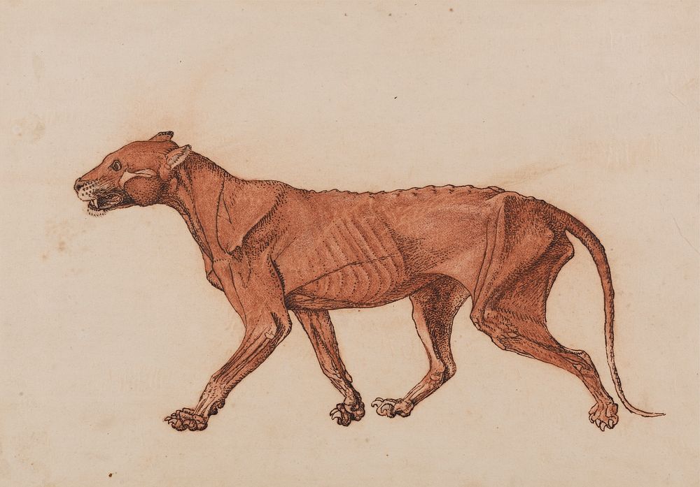 Tiger Body, Lateral View (1795–1806) drawing in high resolution by George Stubbs.  