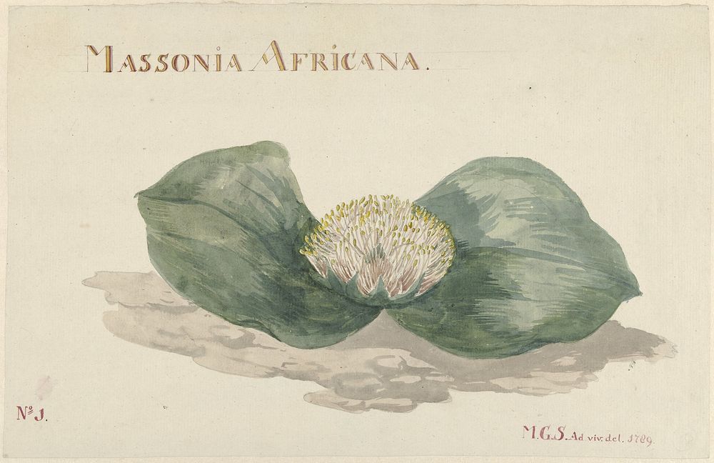 Bloem Massonia Africana MASSONIA AFRICANA (1789) painting in high resolution by Maria Geertruida Barbiers&ndash;Snabilie.  
