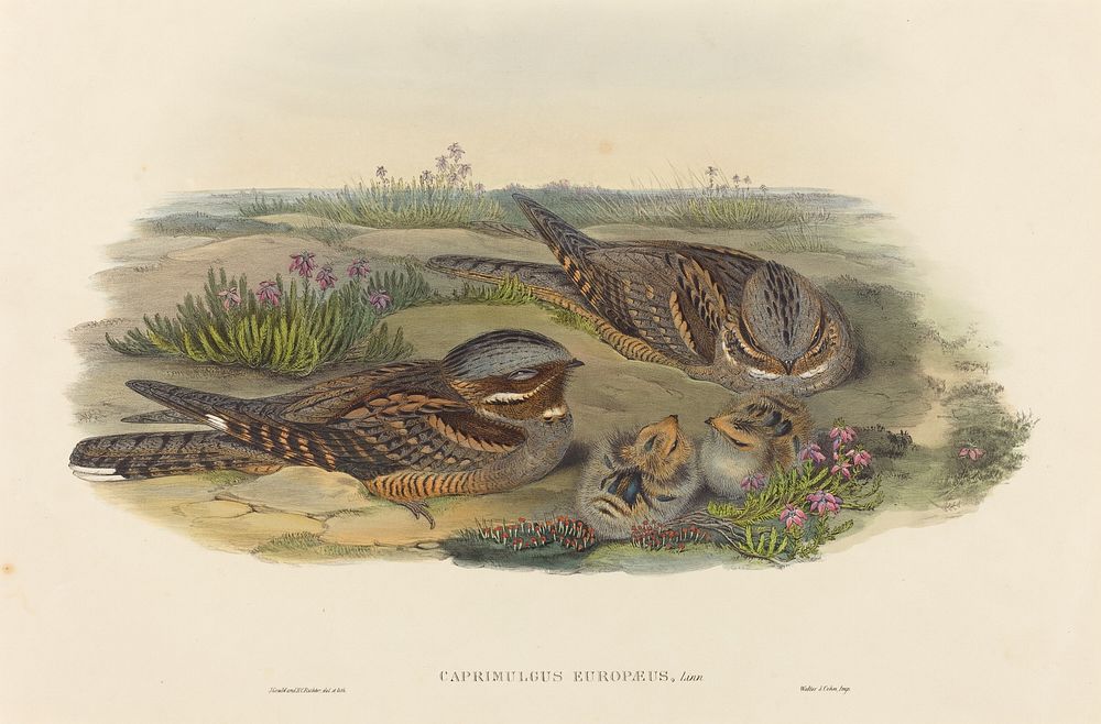 Caprimulgus europaeus (Nightjar) print in high resolution by John Gould (1804–1881) and Henry Constantine Richter (1821…