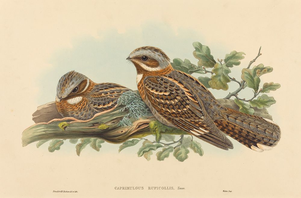 Caprimulgus Ruficollis, print in high resolution by John Gould (1804–1881) and Henry Constantine Richter (1821-1902).  