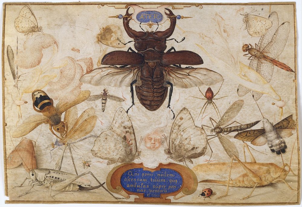 Insects and the Head of a Wind God (ca. 1590–1600) painting in high resolution by Joris Hoefnagel.  