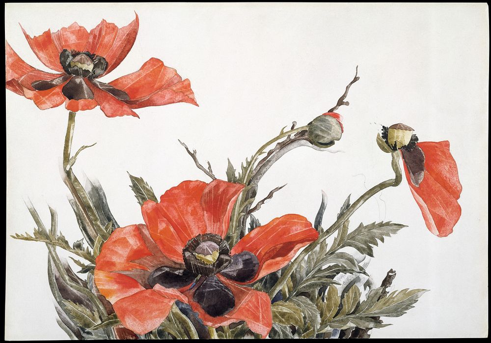 Red Poppies (1929) painting in high resolution by Charles Demuth.  