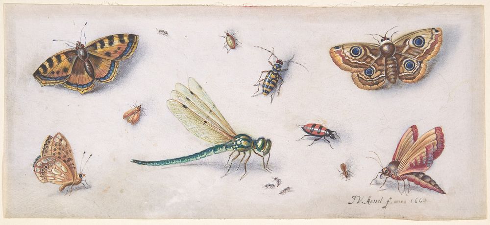 Insects, Butterflies, and a Dragonfly during 17th century painting in high resolution by Jan van Kessel.  