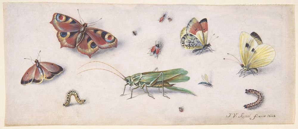 Insects, Butterflies, and a Grasshopper during 17th century painting in high resolution by Jan van Kessel.  
