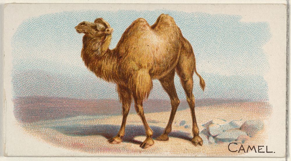 Camel, from the Quadrupeds series N21 for Allen & Ginter Cigarettes (1890) by Allen & Ginter. 
