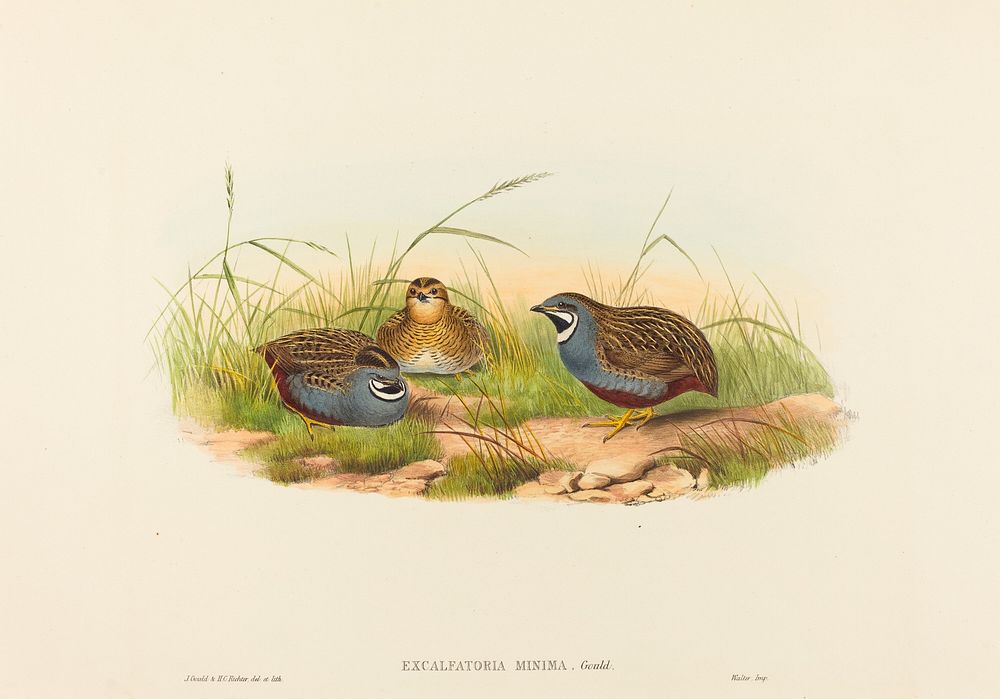 Excalftoria minima (Blue-breasted Quail) print in high resolution by John Gould (1804&ndash;1881) and Henry Constantine…