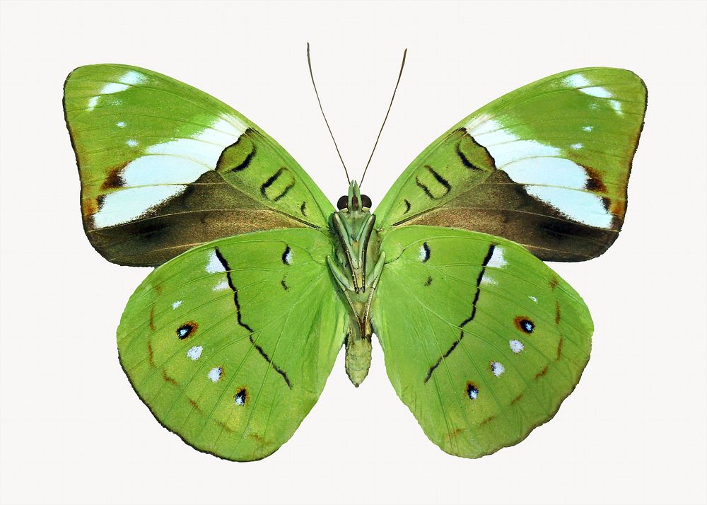Green butterfly, isolated on white Free Photo rawpixel