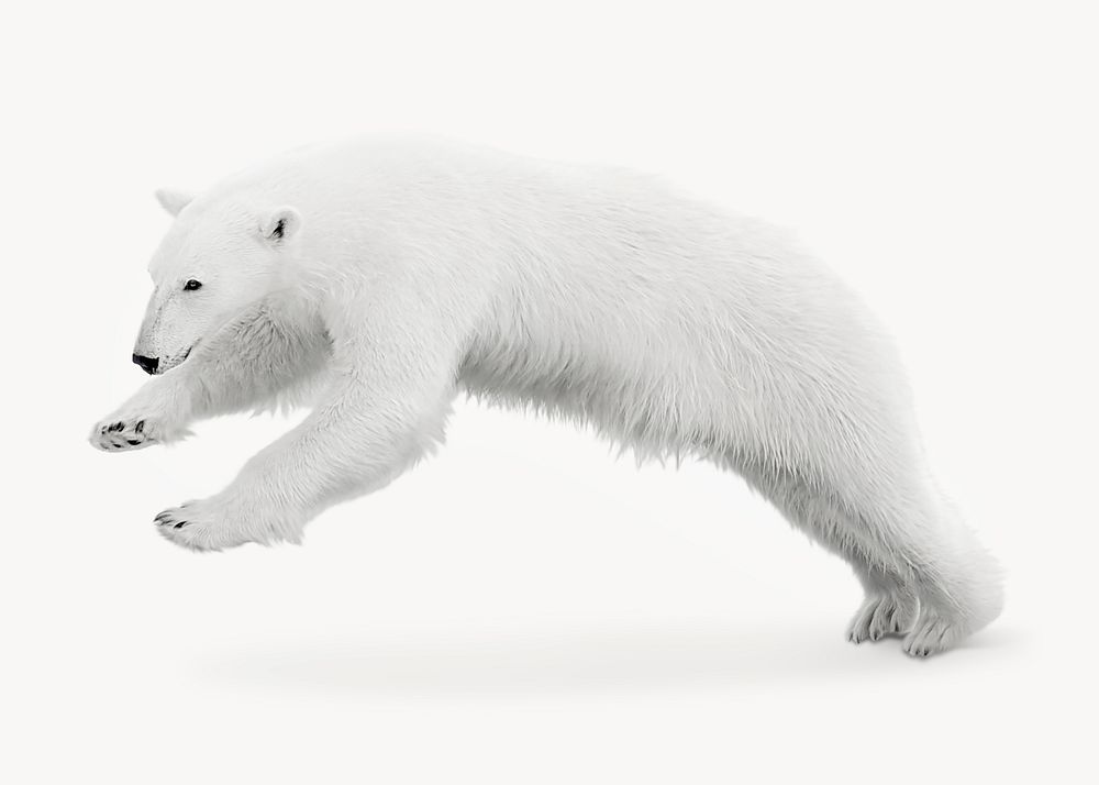 Polar Bear isolated animal image