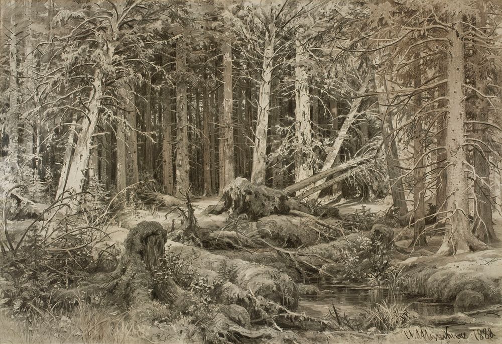 Wind fallen trees, 1888