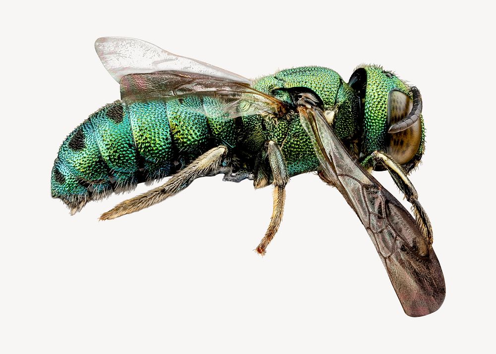 Green wasp collage element, isolated image psd