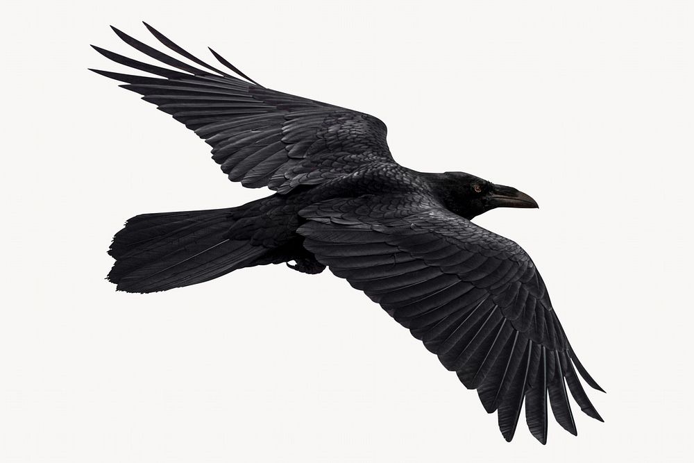 Flying Raven bird, isolated on white background