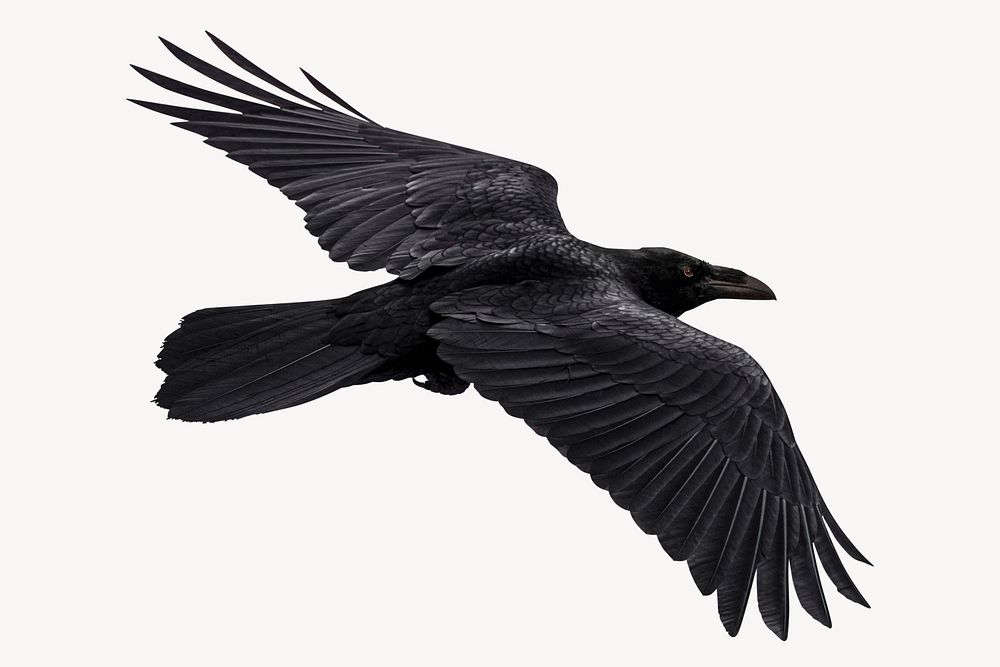 Flying Raven bird, animal collage element psd