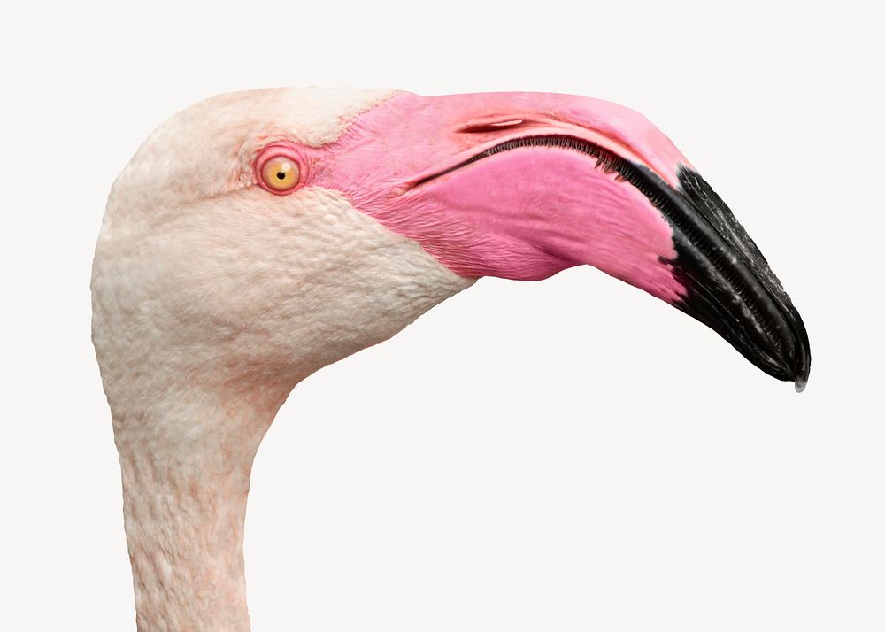 Flamingo head collage element psd