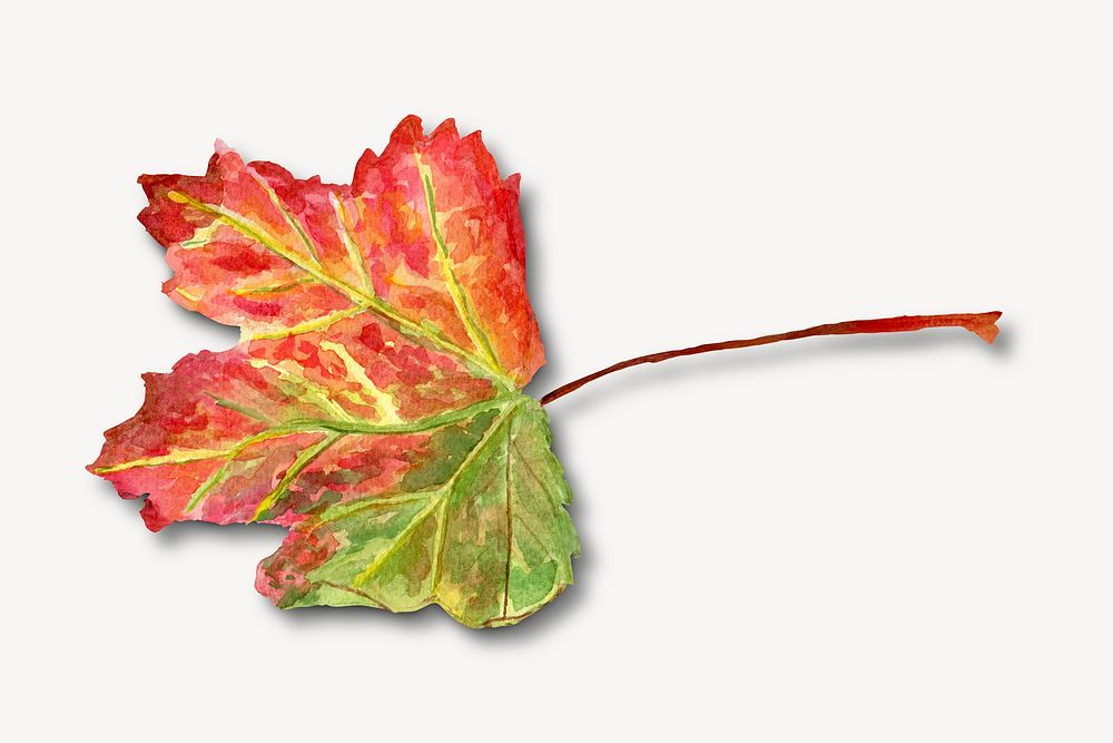 Maple leaf, botanical collage element psd